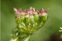 Dichoropetalum carvifolia
