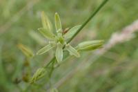 Loncomelos pyrenaicus