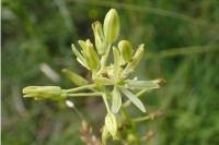 Loncomelos pyrenaicus