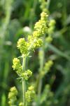 Galium verum
