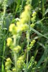 Galium verum