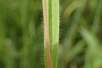 Gaudinia fragilis