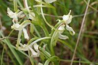 Platanthera bifolia
