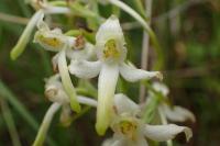 Platanthera bifolia