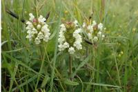 Prunella laciniata