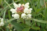 Prunella laciniata
