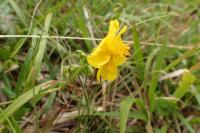 Helianthemum nummularium