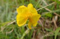 Helianthemum nummularium