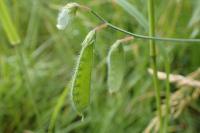 Lathyrus hirsutus