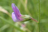 Lathyrus hirsutus