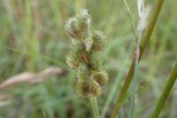 Onobrychis viciifolia