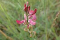 Onobrychis viciifolia