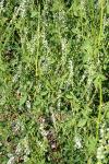 Melilotus albus