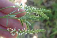 Melilotus albus