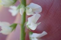 Melilotus albus