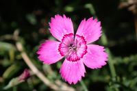 Dianthus deltoides