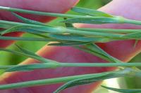 Dianthus deltoides