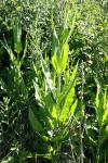 Dipsacus fullonum