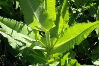 Dipsacus fullonum