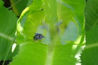 Dipsacus fullonum