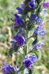Echium vulgare