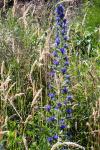 Echium vulgare