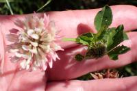 Trifolium hybridum