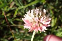 Trifolium hybridum