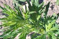 Artemisia vulgaris