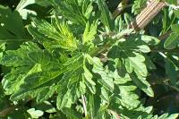 Artemisia vulgaris