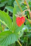 Fragaria vesca