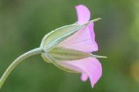 Geranium columbinum