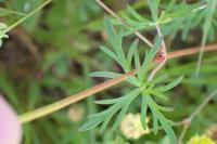Geranium columbinum