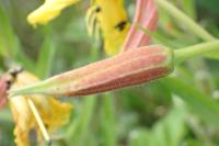 Oenothera glazioviana