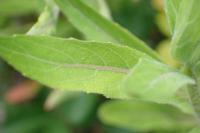 Oenothera glazioviana
