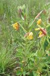 Oenothera glazioviana