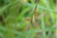 Carex pulicaris