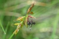 Carex pulicaris