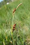 Carex panicea