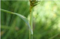 Carex laevigata