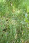 Carex laevigata