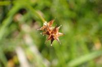 Carex echinata
