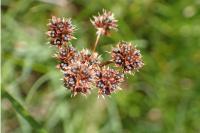 Luzula multiflora