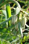 Lilium martagon