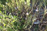 Jasione laevis