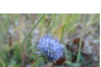 Jasione laevis