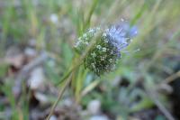Jasione laevis