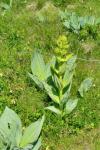Gentiana lutea