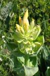 Gentiana lutea
