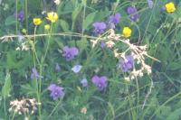 Viola lutea